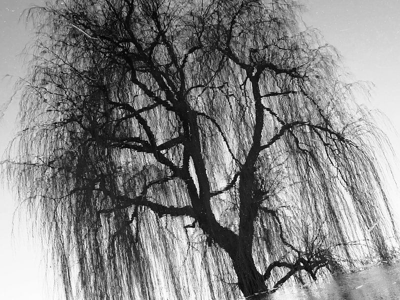 Tree Magic 81 van MoArt (Maurice Heuts)