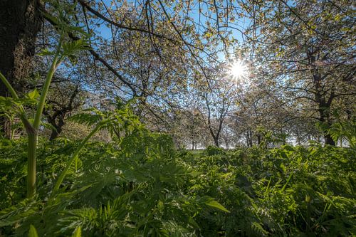 Bloesembos bij zonlicht