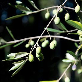 Les olives en Italie sur Bianca ter Riet