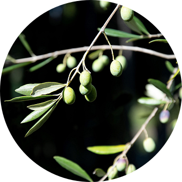 Groene olijven aan tak