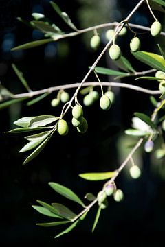 Les olives en Italie sur Bianca ter Riet