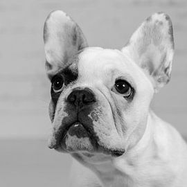 Mollie by LUNA Fotografie