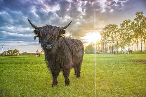 Galloway in the Nordheide