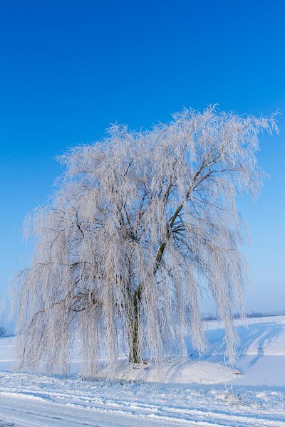 Boom in de sneeuw by Marcel van der Voet