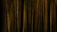Forest light
