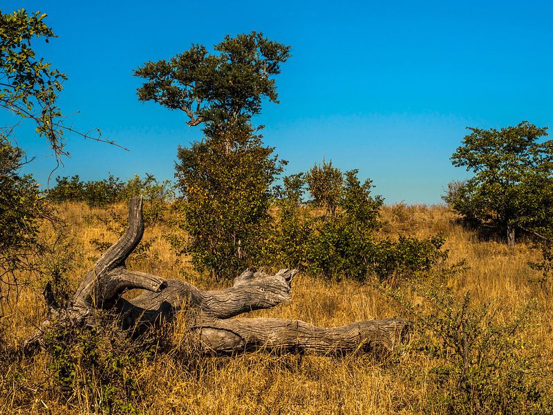African piece of wood by Rob Smit