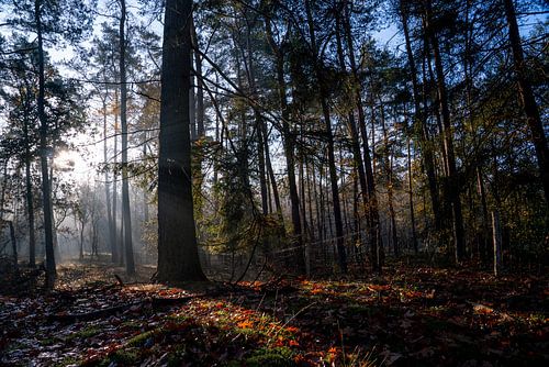 Zonnestralen schijnen door dauw in bos bij vroege ochtend bij zonsopkomst, Zeist, Utrechtse Heuvelru