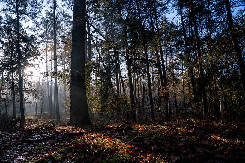 Sonnenstrahlen scheinen durch den Tau im Wald am frühen Morgen bei Sonnenaufgang, Zeist, Utrechtse H von John Ozguc