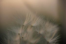 soft fluff by Tania Perneel