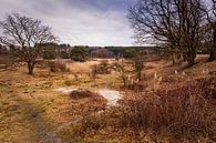 Brunssummerheide von Rob Boon Miniaturansicht