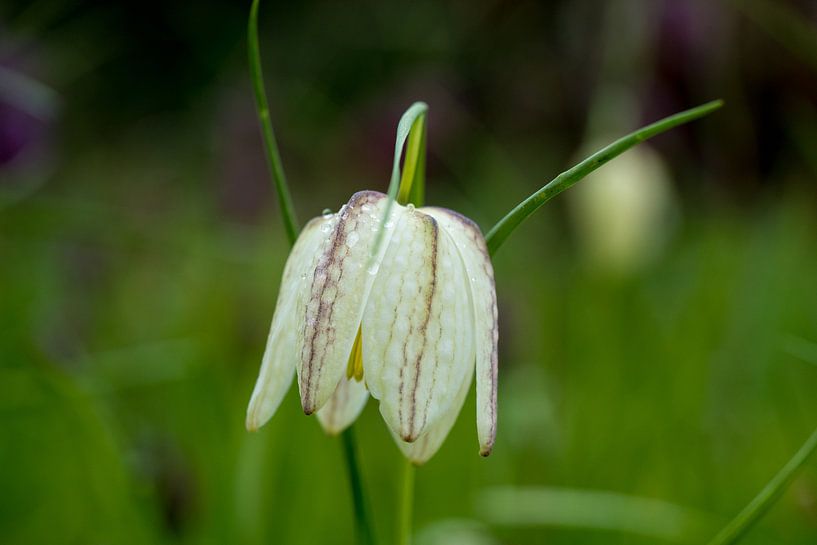 De wilde kievitsbloem van Goffe Jensma