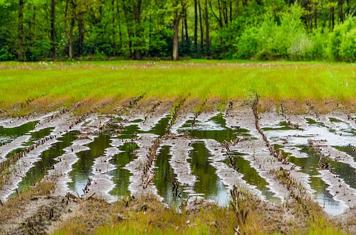 Wetlands on the border