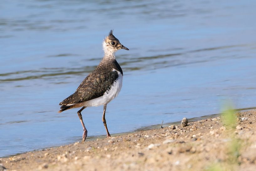 Young lapwing out into the wide world for the first time. by Robbie Nijman