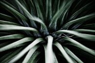 Palmengarten I von Insolitus Fotografie Miniaturansicht