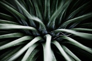 Palmengarten I