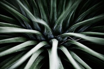 Palmengarten I von Insolitus Fotografie
