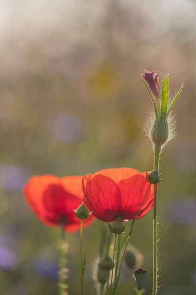 Poppies by Moetwil en van Dijk - Fotografie