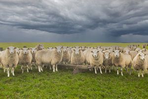 moutons, moutons, moutons