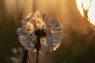 gouden paardenbloem van Tania Perneel thumbnail