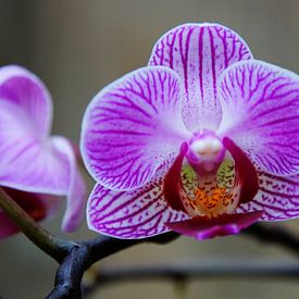 Orchidee met tak von Arjan de Kreek