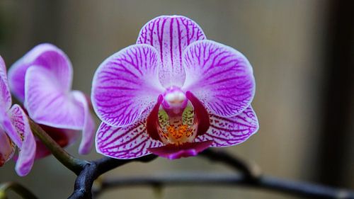 Orchidee met tak