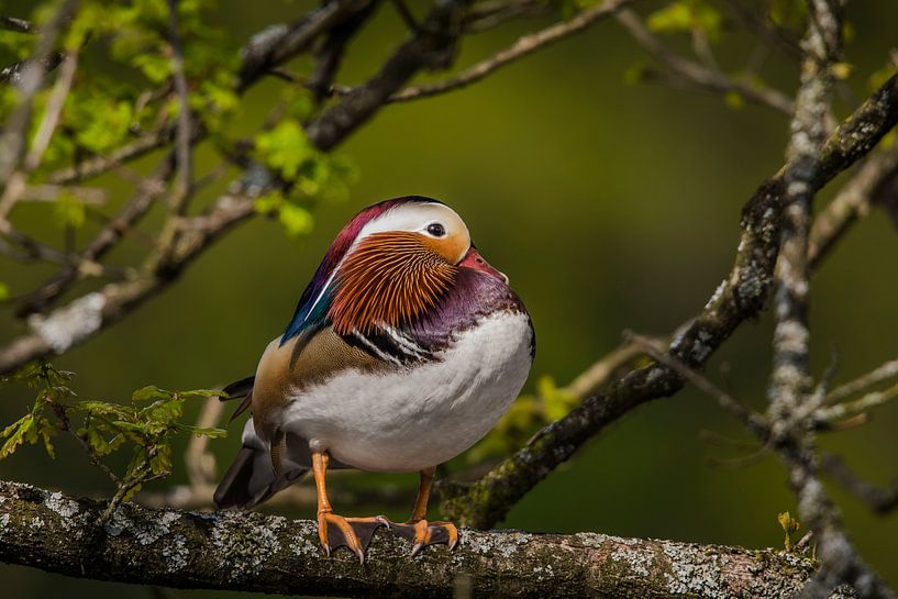 mandarin duck by miranda tijssen