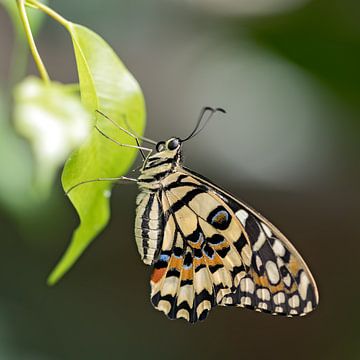 papillon en papier sur gea strucks