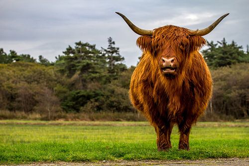 Schotse Hooglander Texel
