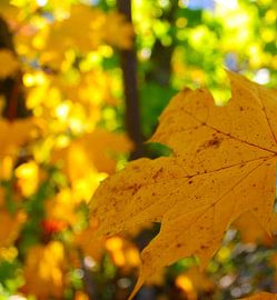 light of autumn