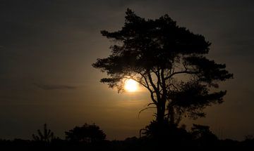 Lever de soleil Kalmthoutse Heide sur Michel Van Lint