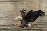 Fish Eagle