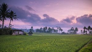 Zonsopkomst rijstveld landschap Indonesie 