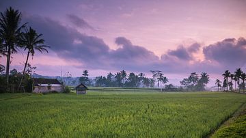 Zonsopkomst rijstveld landschap Indonesie 