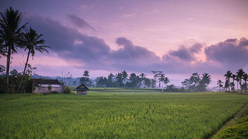 Sunrise rice field landscape Indonesia by Manon Ruitenberg