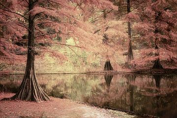 Dream forest with swamp cypresses in color. by Saskia Dingemans Awarded Photographer