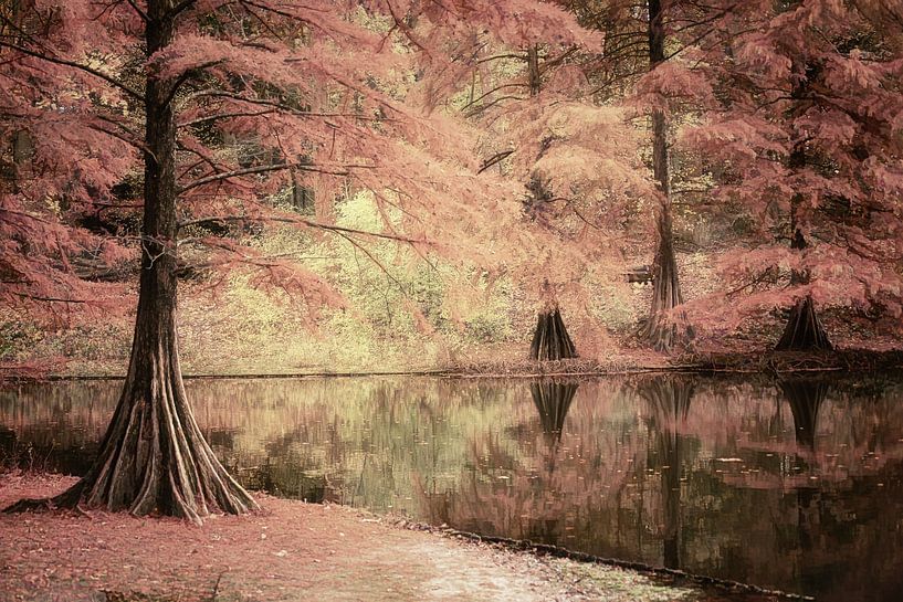 Traumwald mit Sumpfzypressen in Farbe. von Saskia Dingemans Awarded Photographer
