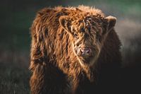 Gros plan sur le veau Highlander écossais, impressionnant