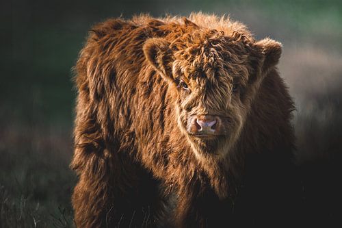 Close-up picture of Scottish highlander calf looking impressive