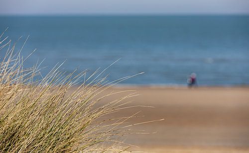 Close-up helmgras met strand