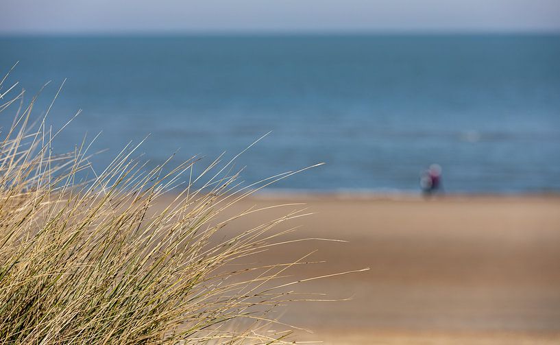 Close-up beach grass by Percy's fotografie