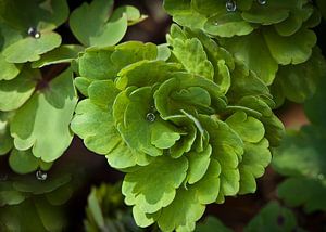 Groen blad met regendruppels