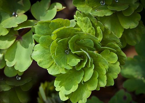 Groen blad met regendruppels