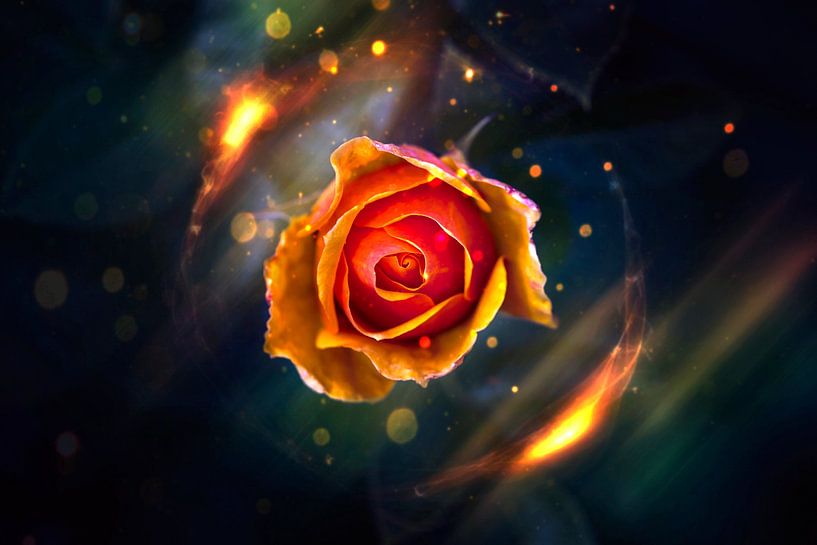 Une rose ardente par Ribbi