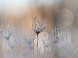 Winterlicht von Angela Kraan