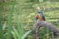 Ijsvogel van Karin van Rooijen Fotografie thumbnail