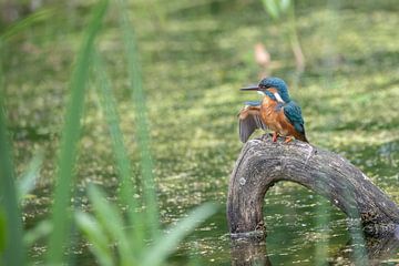Ijsvogel