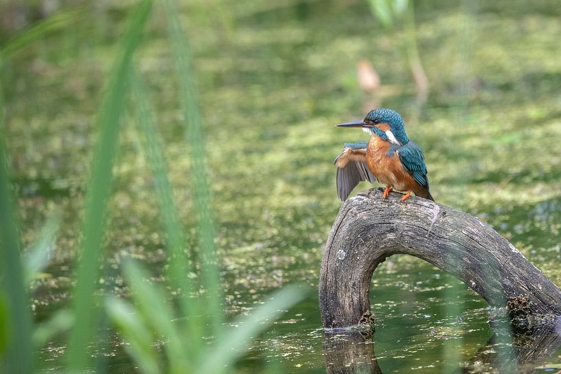 Ijsvogel van Karin van Rooijen Fotografie