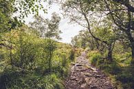 Waldweg in Schottland von Geke Woudstra Miniaturansicht
