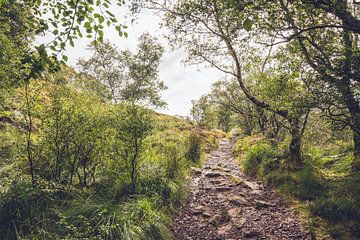 Bospad in Schotland van Geke Woudstra