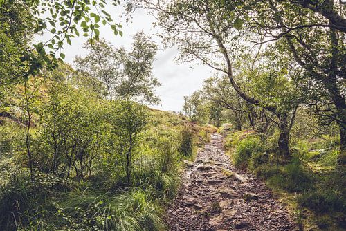 Sentier forestier en Ecosse
